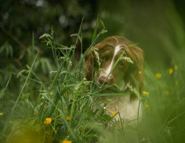 Magazine Create Your Light article Pet photography with landscape photographer Nigel Danson & his Springer Spaniel, Pebbles