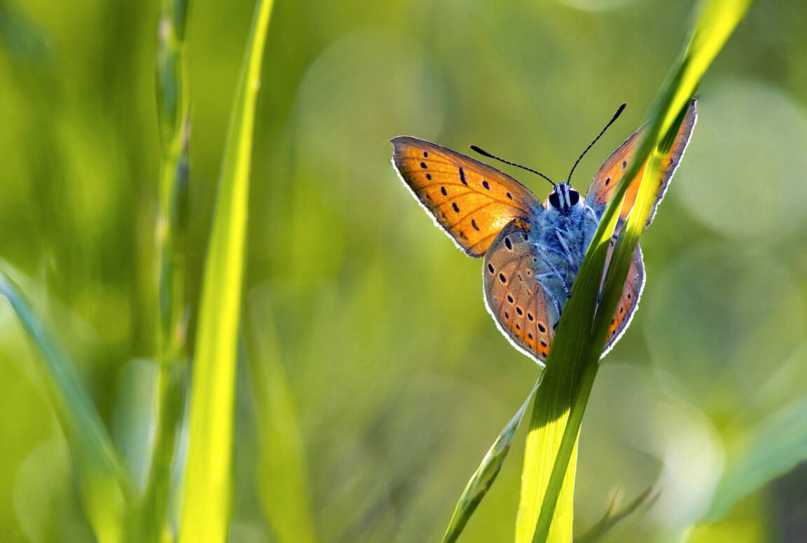 8 tips for getting started with outdoor macro photography