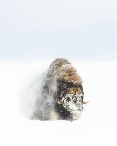 Nikon magazine assets for Lina Kayser's What I've Learned as series.