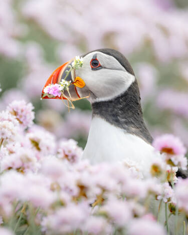 Nikon magazine - NIC spring challenge