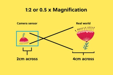 nikon magazine - magnification